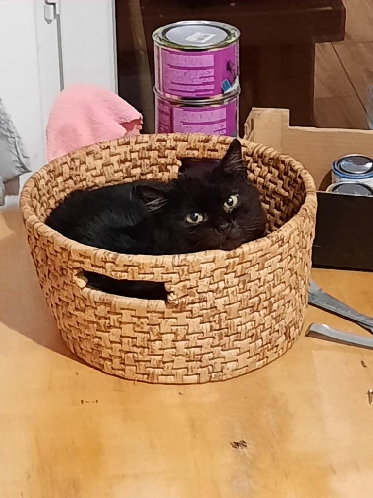 Ptyś, dorosły kocurek do adopcji