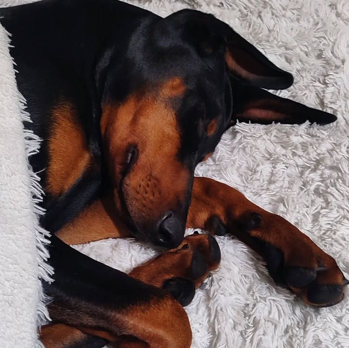 Первая вязка доберман