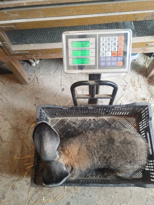 Olbrzym belgijski samce