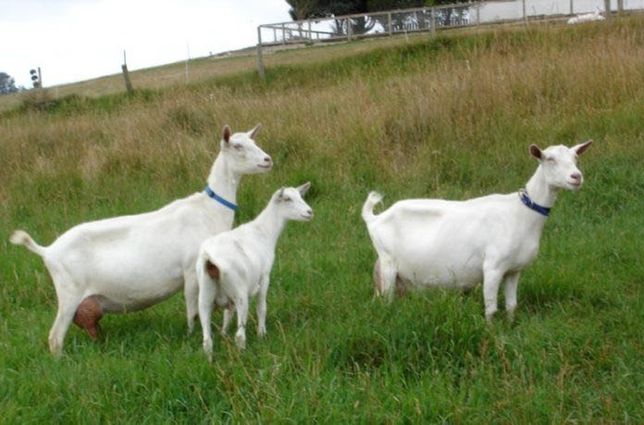Продам дойных коз Зааненской породы