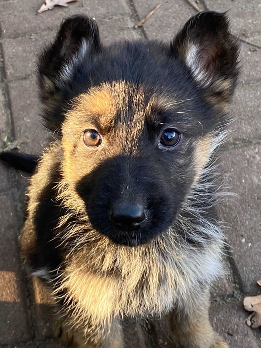 owczarek niemiecki suczka