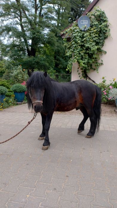 Kucyk szetlandzki ogierek