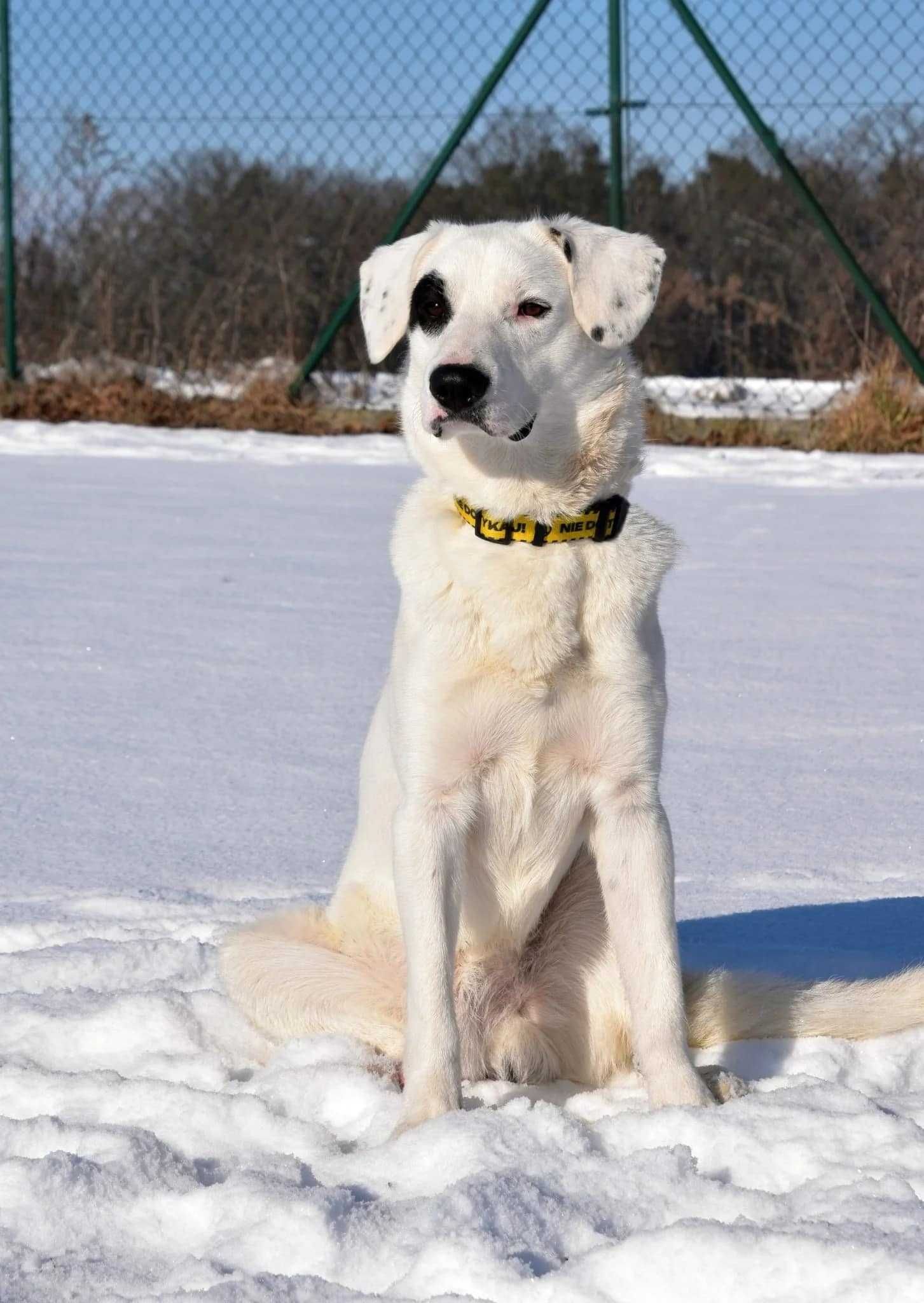 Dogo do adopcji!