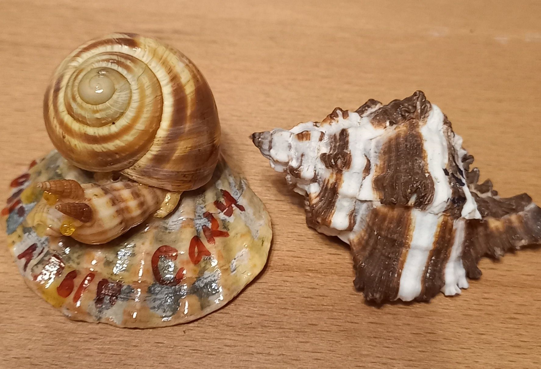 2 ракушки(сувенир + ракушка)