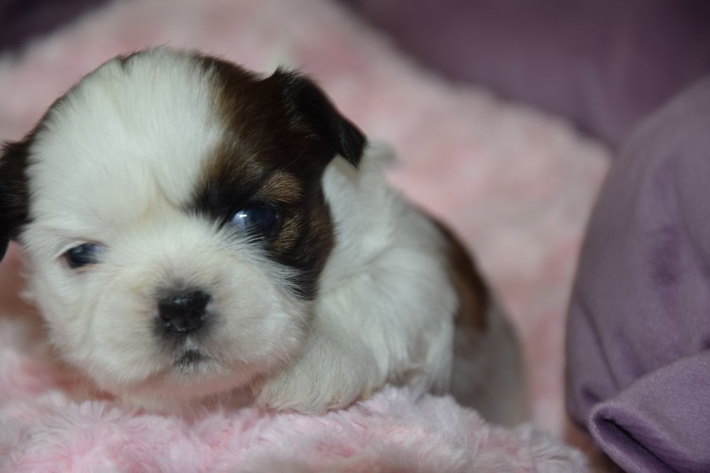 Elza Shih Tzu suczka rodowód UBEZPIECZENIE