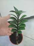 Zamioculcas zenzi