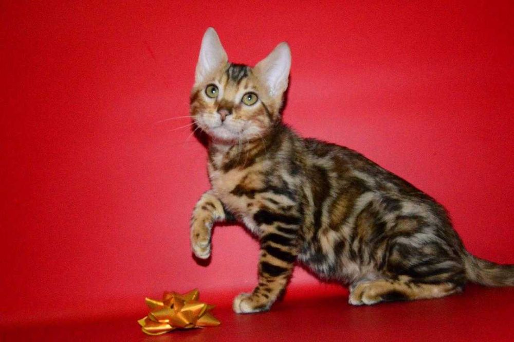 Яркий, красивый котенок. Мальчик. Документы.