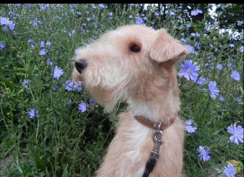 Lakeland terrier