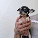 Chihuahua Fêmea cor Black And Tan