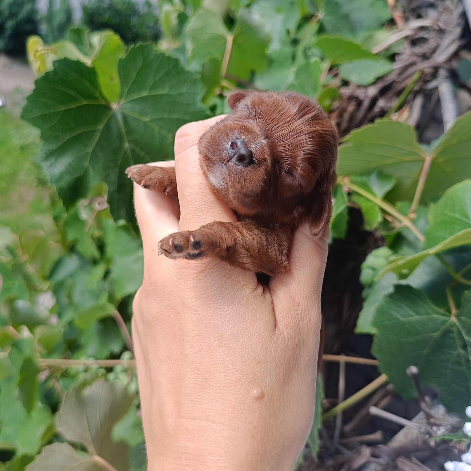 Sunia Cavalier King Charles Spaniel ruby