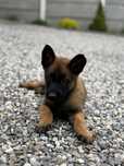 Owczarek belgijski malinois suczka