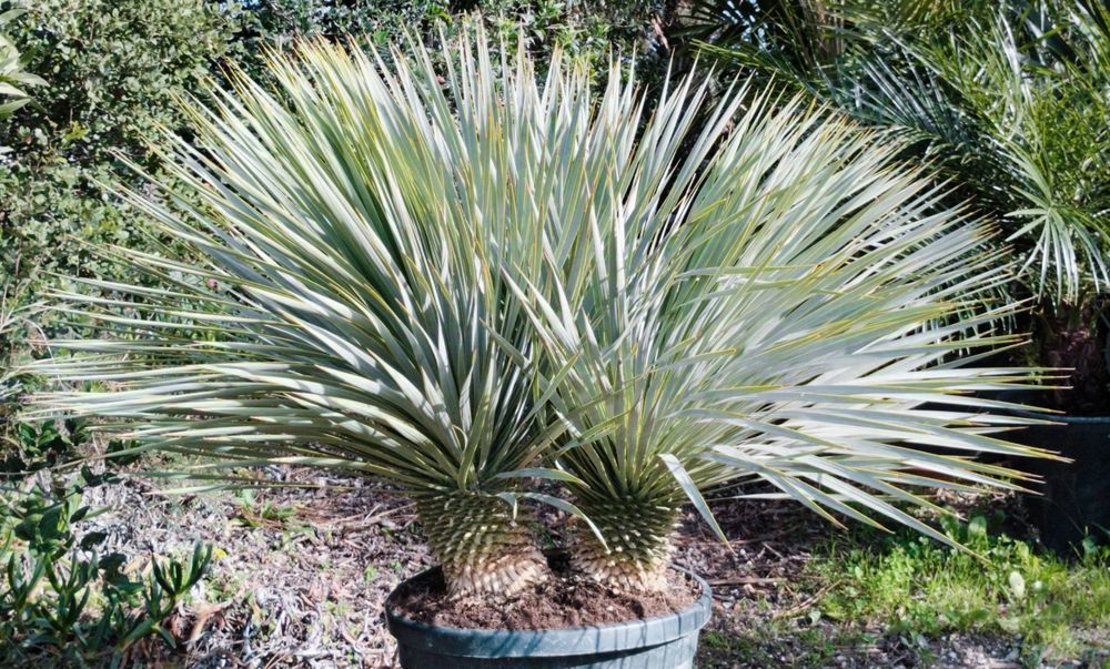 Impressionantes Yucca rostrata azuis ou iucas de bico