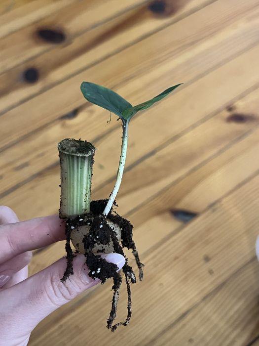 Zamiokulkas variegata ukorzeniona sadoznka