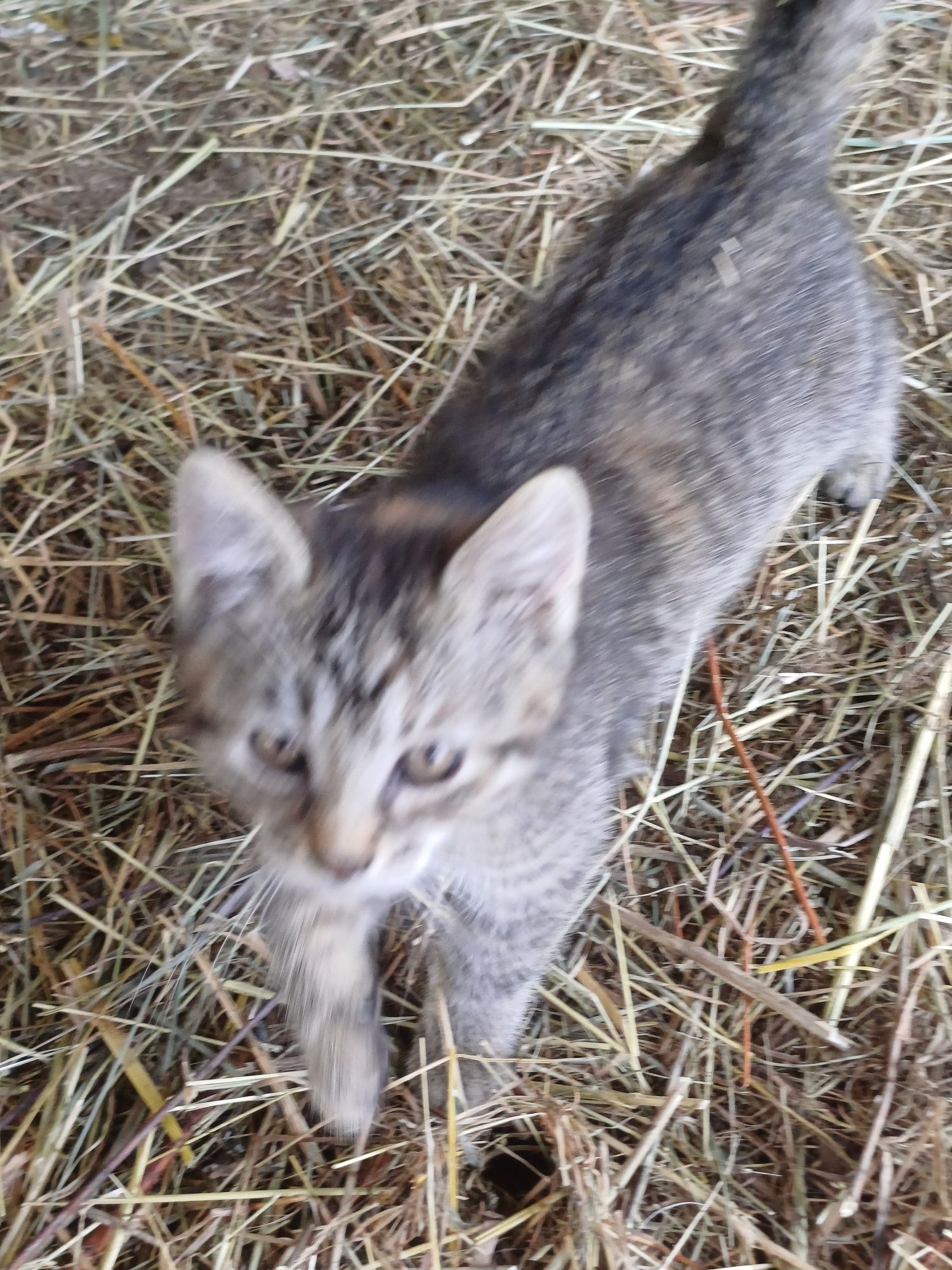 Kotki oddam w dobre ręce