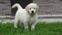 Golden retriever piesek