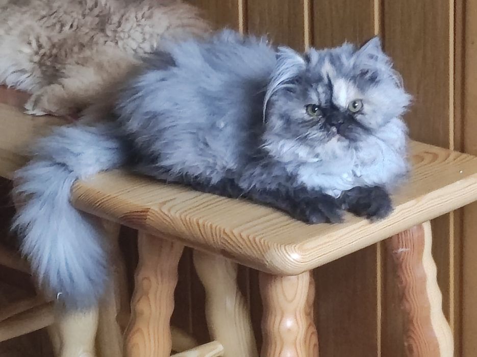 Kotka perska, pers persy