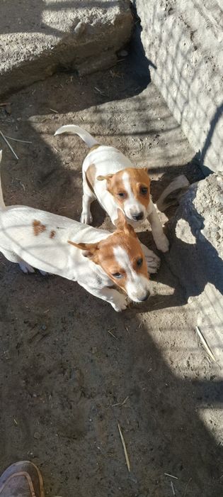 Jack Russell Terrier ( PIESEK ) Ur 01..07.2025 r