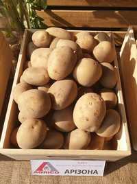 Продам насіннєву картоплю Арізона / Семенной картофель, картошка