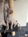 Samiec Devon rex FPL