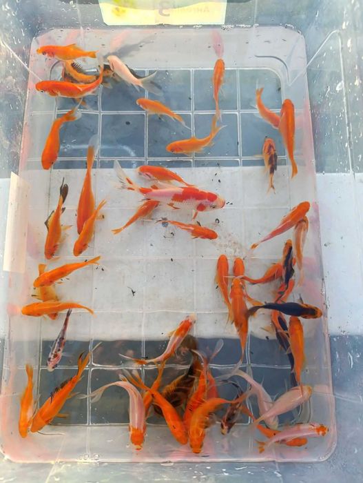 золоті рибки, комета, шубункін, карп коі