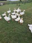 Kaczki ,,PEKIN,,
