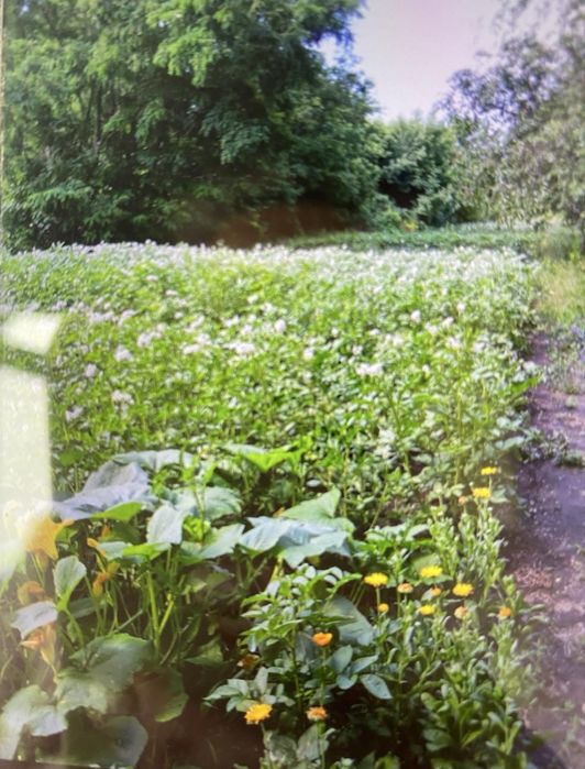 Продам свій будинок в селі Лозовий Яр Бориспільський район