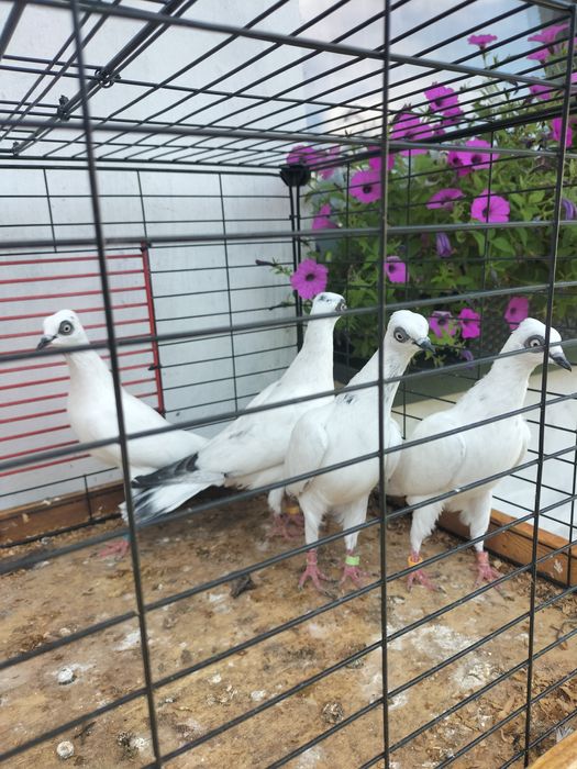 Gołebie ozdobne wiedeńskie i bocia promocjany budapesztanskie