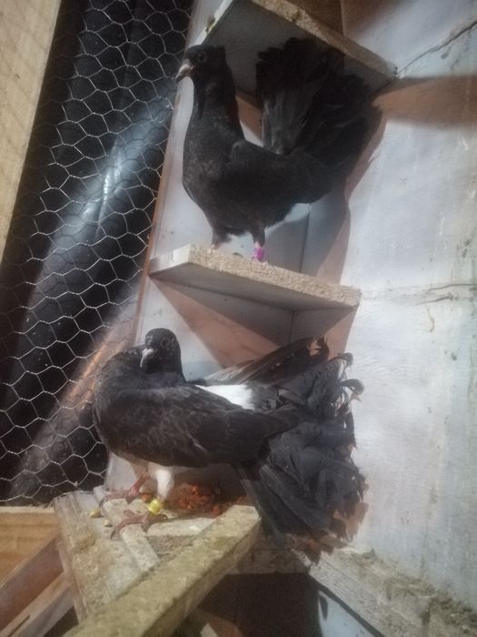 Pombas de lecre boa qualidade