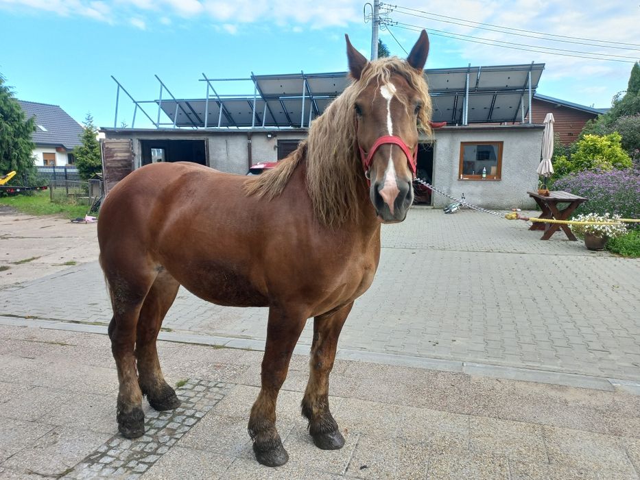 Klacz sztumska 3-letnia źrebna