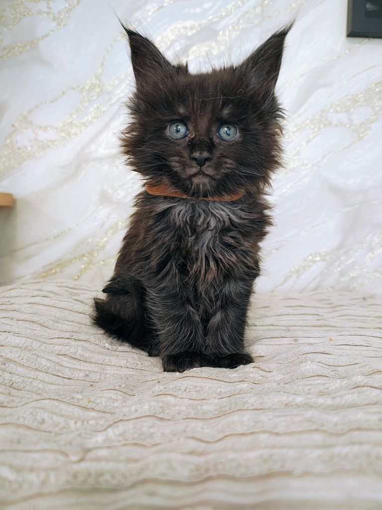 Kocurek Maine Coon