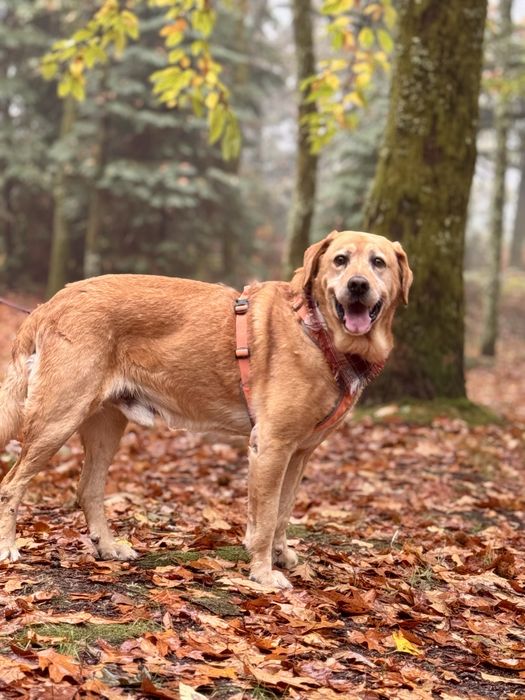 Scott - xLabrador, 7 anos