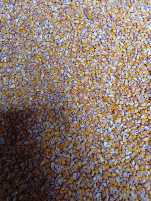 Продам кукурудзу зерно  урожай 25 року