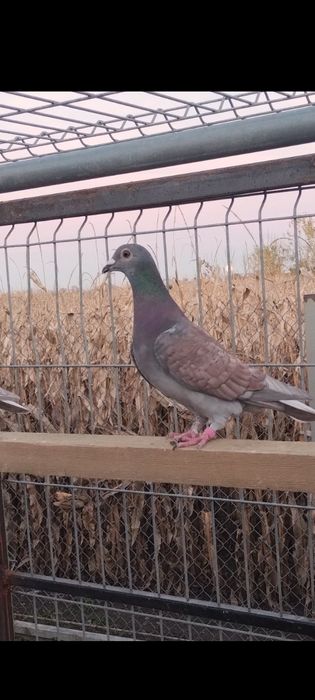 Rubella samiec samica