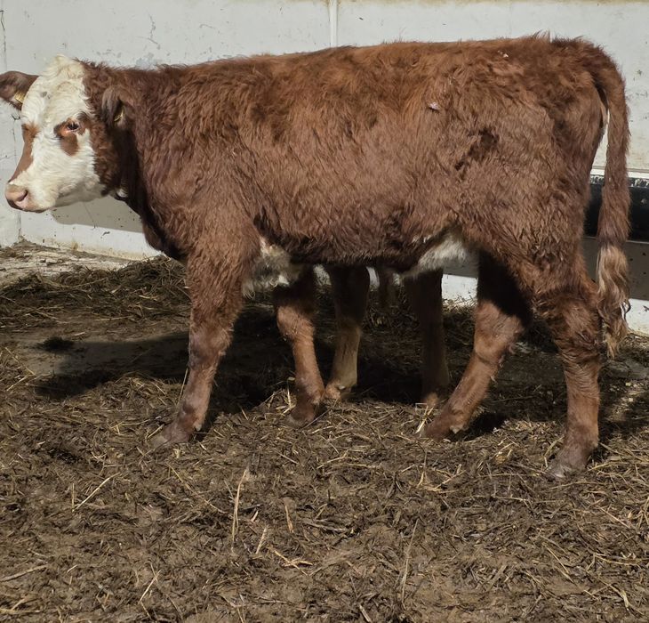 Jalówki miesne 10 sztuk waga okolo 230 kg