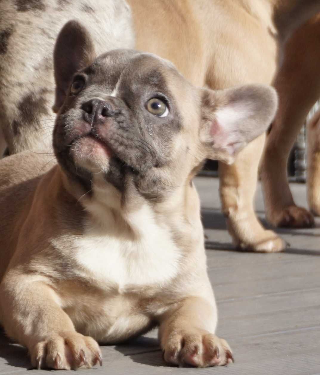 Buldog francuski