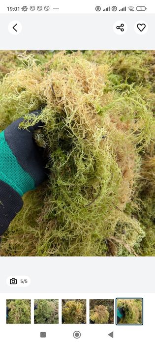 Живий Мох СФАГНУМ ОПТ/роздрі