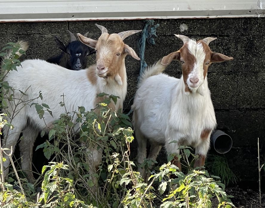 2 cabritos para futuros reprodutores cx de boer