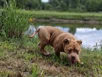 Piesek american bully  z metryką