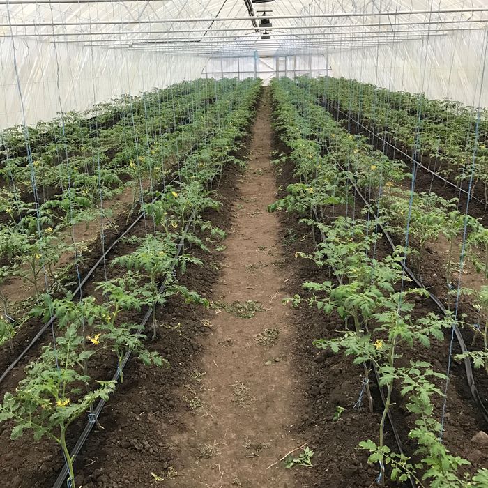 Теплиці , парники в оренду