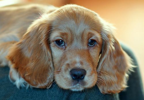 Кокер-спанієлі – ідеальні друзі для всієї родини!