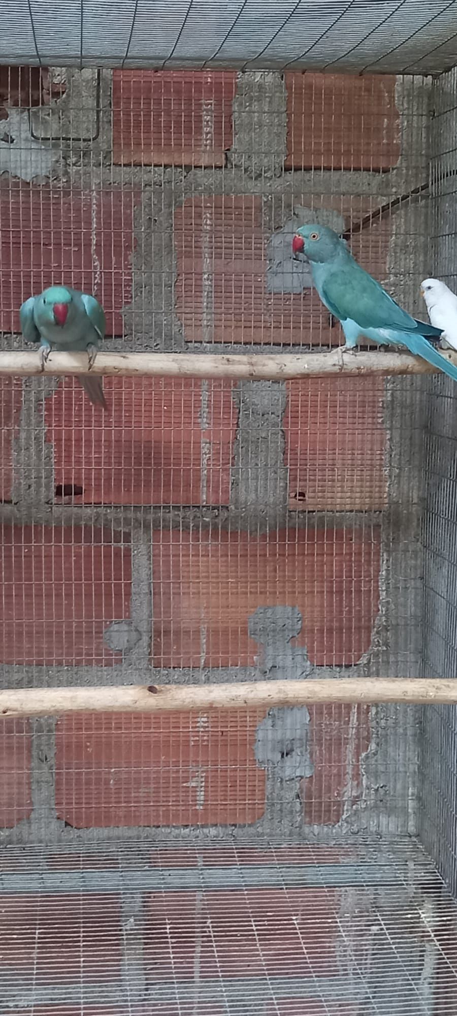 Casal de ring neck azul turquesa