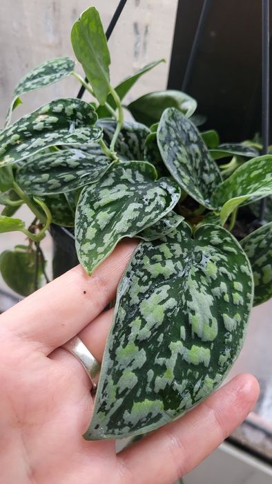 Колекційний сциндапсус триколор