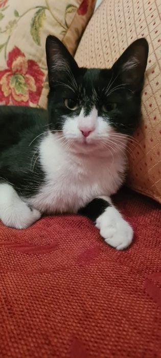 Gatinha para adoção responsável