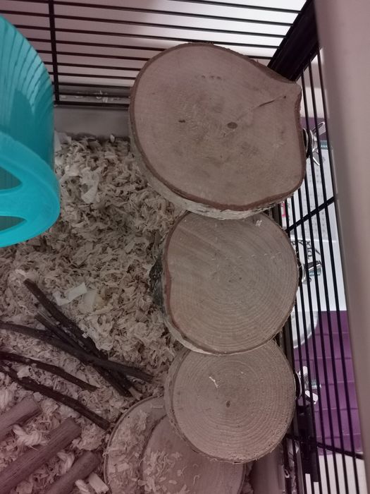 Nowe 3 sztuki plastry drewna brzoza dla papug chomika bądź myszki