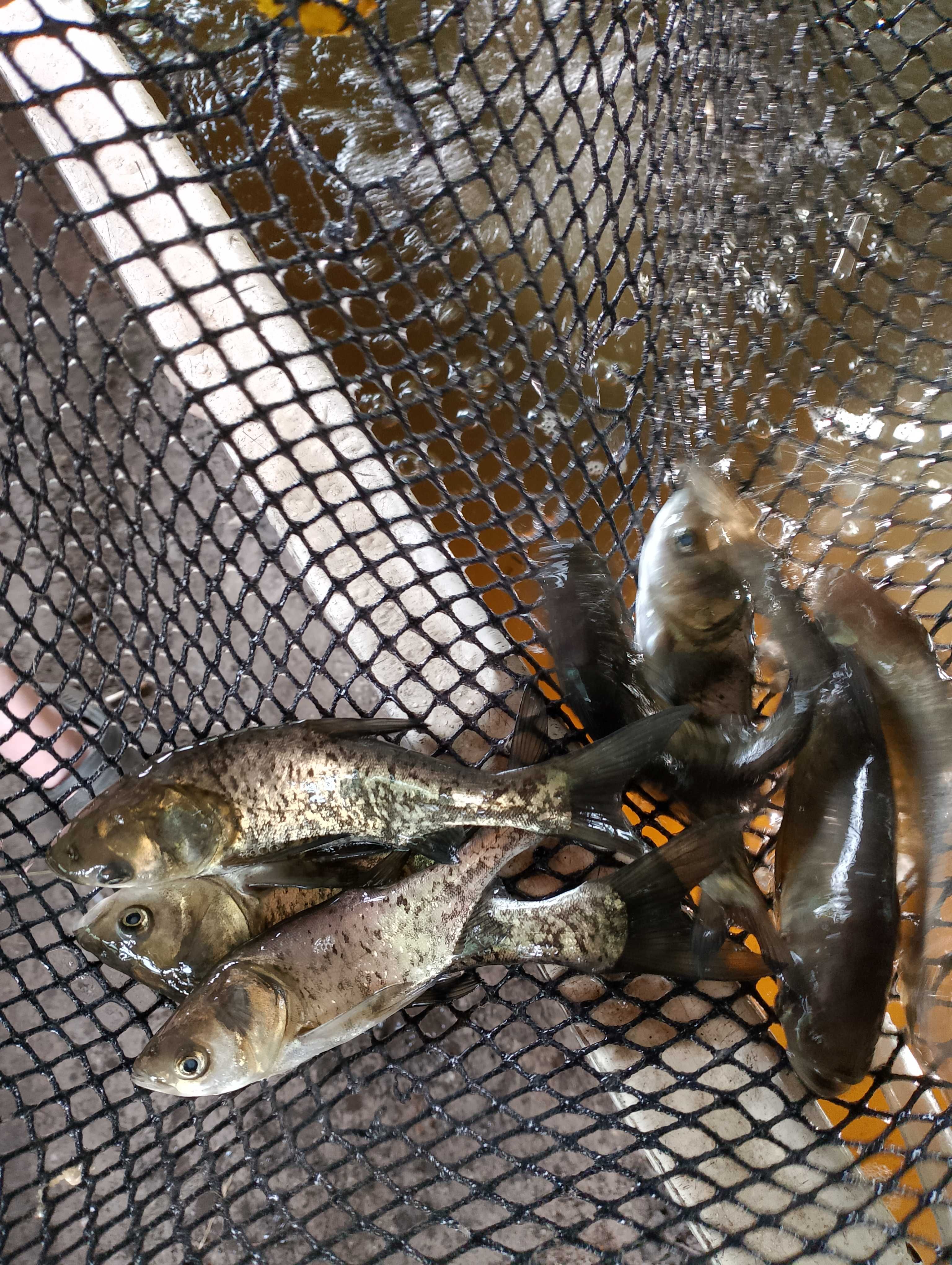 Tołpyga pstra zarybieniowa 20-25cm