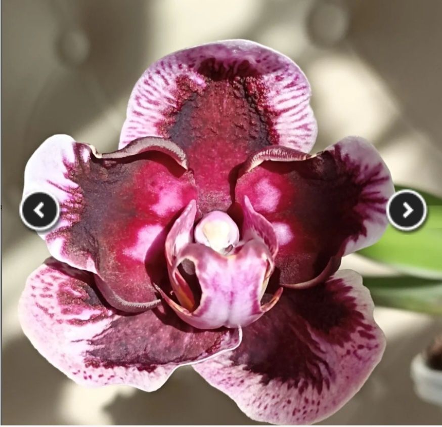 Орхідея Phal 5892 Ever Spring King × OX Black, квіти 8 см, 1.7 (мох)