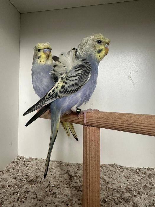 Periquitos haganogros