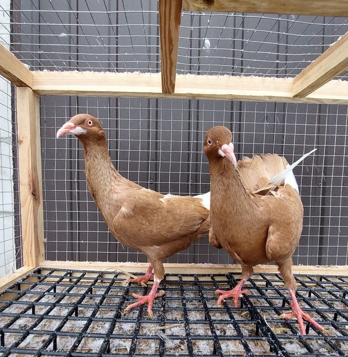 Gołębie bródki żółte