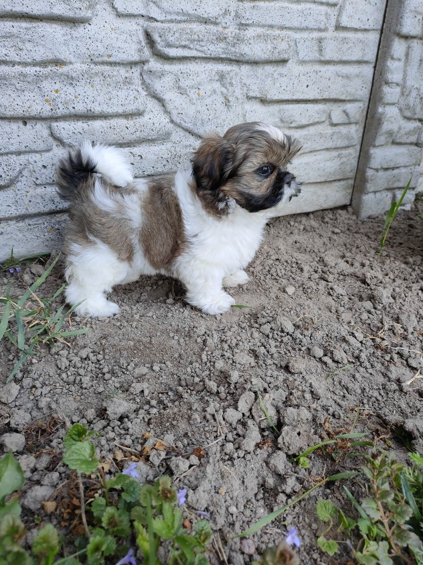 Shih-Tzu Szczenięta.  Ślicznie Odchowany Piesek.