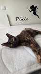 Gatinha Pixie 5 meses adopcao